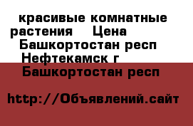 красивые комнатные растения  › Цена ­ 1 000 - Башкортостан респ., Нефтекамск г.  »    . Башкортостан респ.